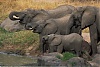     
: elephants-11.jpg
: 611
:	60.2 
ID:	3944