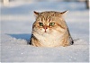     
: cat-snow.jpg
: 621
:	24.4 
ID:	3922